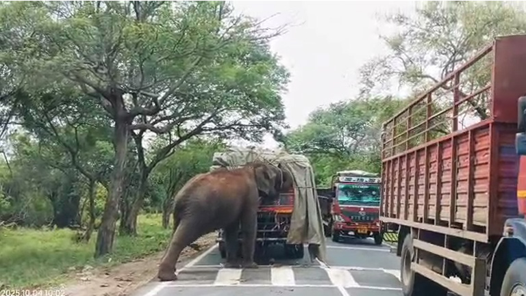 ರಾಜಾರೋಷವಾಗಿ ಟಾರ್ಪಲ್ ತೆಗೆದು ತರಕಾರಿ ತಿಂದು ನಿಂತ ಕಾಡಾನೆ