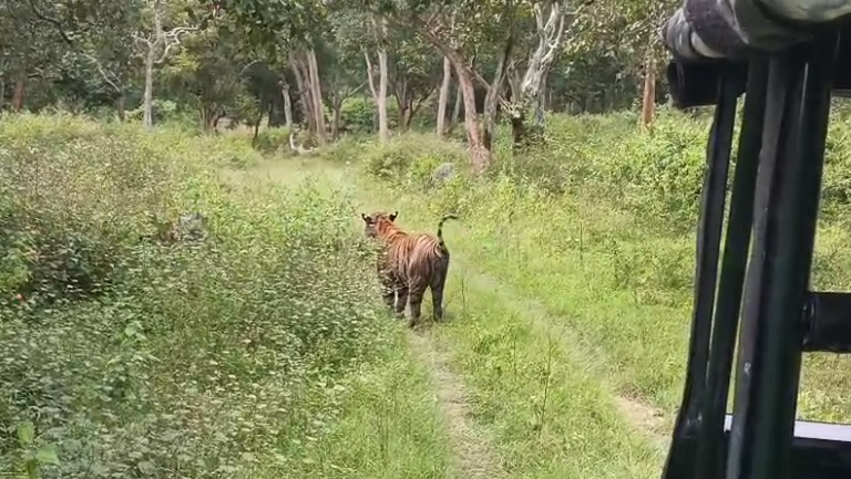 ಸಫಾರಿ ವಾಹನದ ಮುಂದೆ ಅಡ್ಡಾಲಗಿ ನಿಂತ ಭಾರೀ ಗಾತ್ರದ ಹುಲಿ