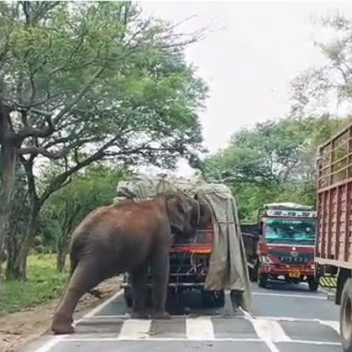 ರಾಜಾರೋಷವಾಗಿ ಟಾರ್ಪಲ್ ತೆಗೆದು ತರಕಾರಿ ತಿಂದು ನಿಂತ ಕಾಡಾನೆ
