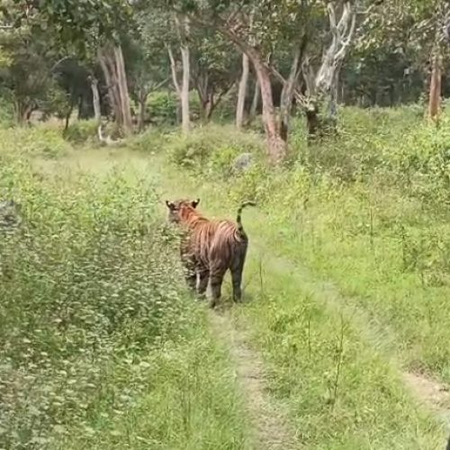 ಸಫಾರಿ ವಾಹನದ ಮುಂದೆ ಅಡ್ಡಾಲಗಿ ನಿಂತ ಭಾರೀ ಗಾತ್ರದ ಹುಲಿ